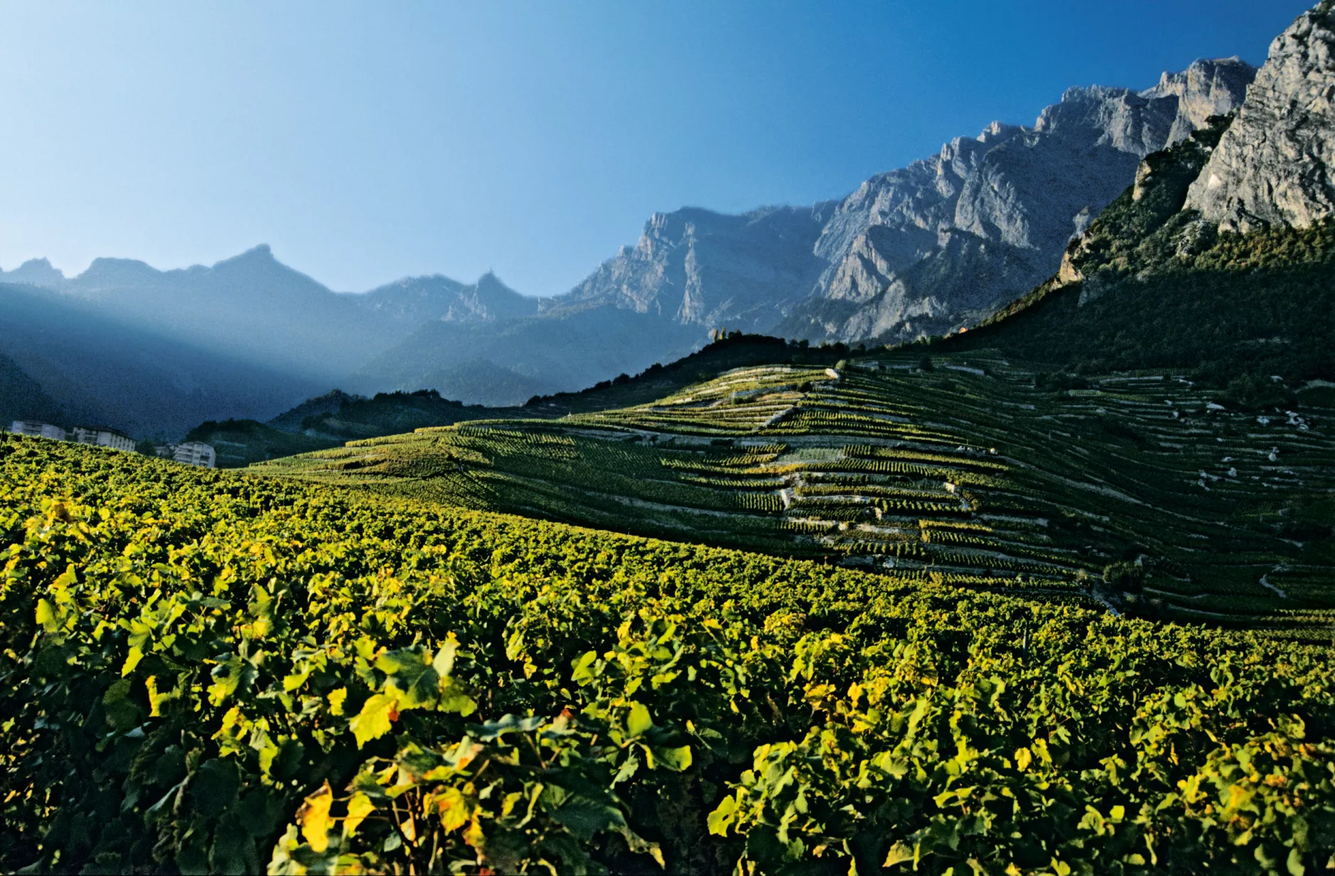 st-leytron-vineyards-10336